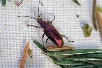 Plateumaris sericea