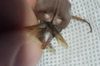 Melolontha melolontha