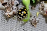Coccinula quatuordecimpustulata