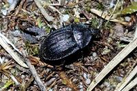 Phosphuga atrata