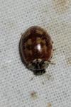 Harmonia quadripunctata
