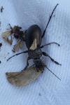 Carabus nemoralis