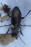 Carabus nemoralis
