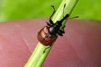 Tatianaerhynchites aequatus