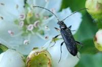 Grammoptera ruficornis