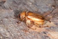 Rhizotrogus marginipes