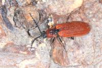 Denticollis rubens