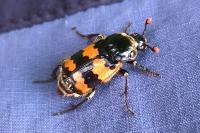 Nicrophorus vespillo