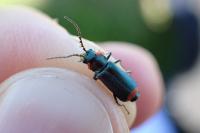 Malachius bipustulatus