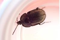 Phosphuga atrata