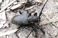 Lamia textor