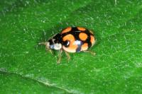 Adalia decempunctata