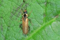Cantharis decipiens