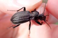 Carabus granulatus