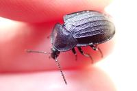 Phosphuga atrata