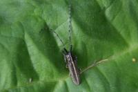 Agapanthia cardui