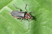 Cantharis rustica