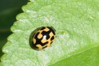 Propylea quatuordecimpunctata
