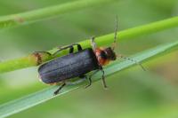 Cantharis fusca