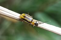 Diabrotica virgifera