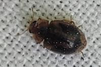 Rhyzobius chrysomeloides