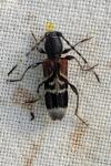 Anaglyptus mysticus