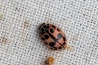 Oenopia conglobata