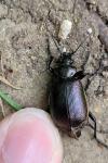 Calosoma inquisitor