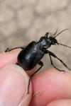 Calosoma inquisitor