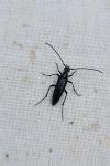Rutpela nigra