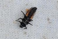 Harmonia axyridis