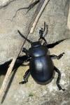 Timarcha tenebricosa