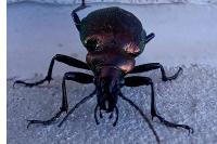 Calosoma inquisitor
