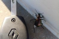 Calosoma inquisitor