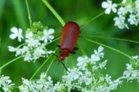 Pyrochroa serraticornis