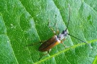Alosterna tabacicolor