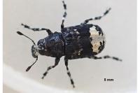 Tropideres albirostris