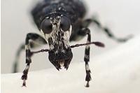 Tropideres albirostris