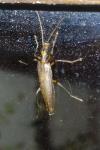 Oedemera femoralis