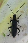 Cantharis