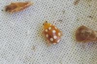 Vibidia duodecimguttata