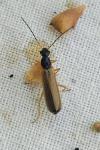 Rhagonycha lignosa