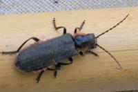 Cantharis