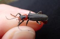 Cantharis fusca