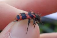 Trichodes alvearius