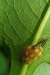 Vibidia duodecimguttata