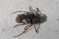 Mesosa nebulosa