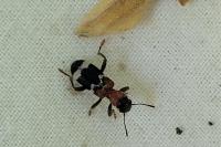 Thanasimus formicarius