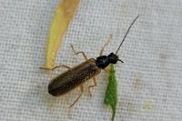 Rhagonycha lignosa