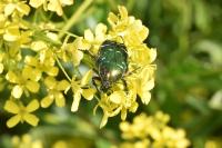 Cetonia aurata
